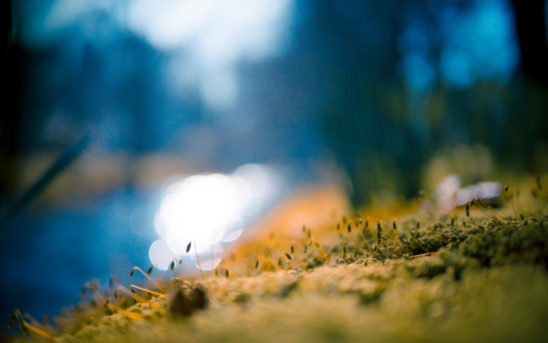 nature, blur, macro, 2K, hd, moss