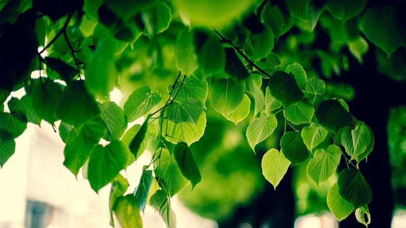 leaf, 1080P, freshness, food, macro, foliage, green color, plant part, growth, focus on foreground, bokeh, day, lush foliage, green, tree, food and drink