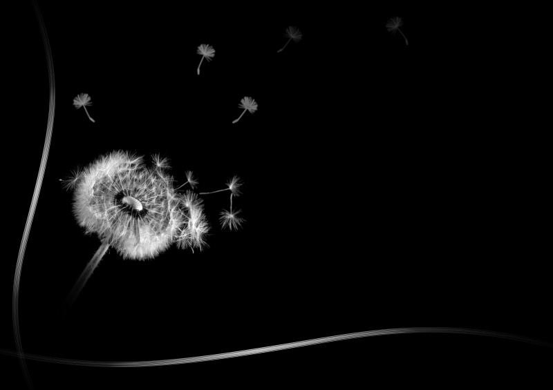 background, death, plant, positive emotion, close-up, night, style, nature, vulnerability, beauty in nature, 2K, emotion, fragility, obituary, dandelion