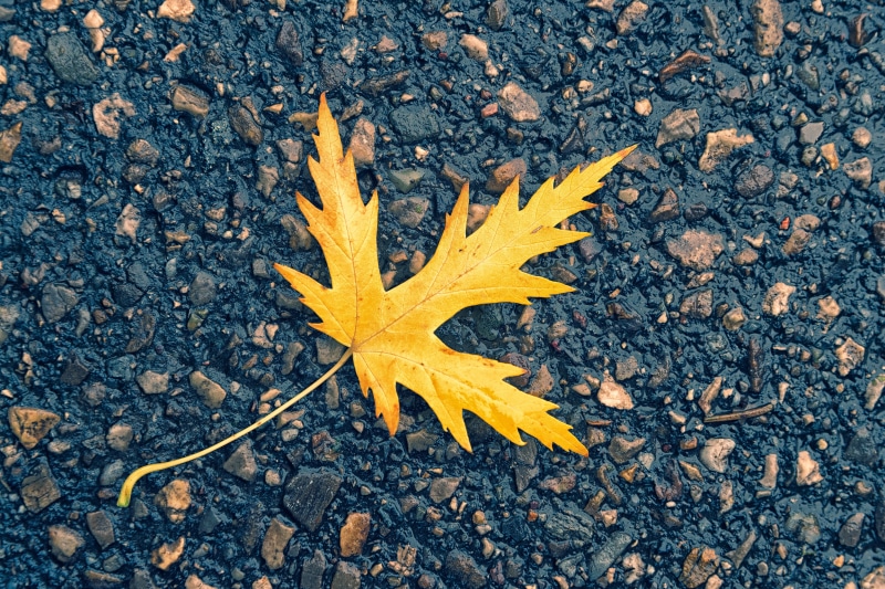 solid, condolences, day, maple leaf, mourning, background, close-up, 5K, maple, directly above, stone - object, nature, outdoors, high angle view, decorative