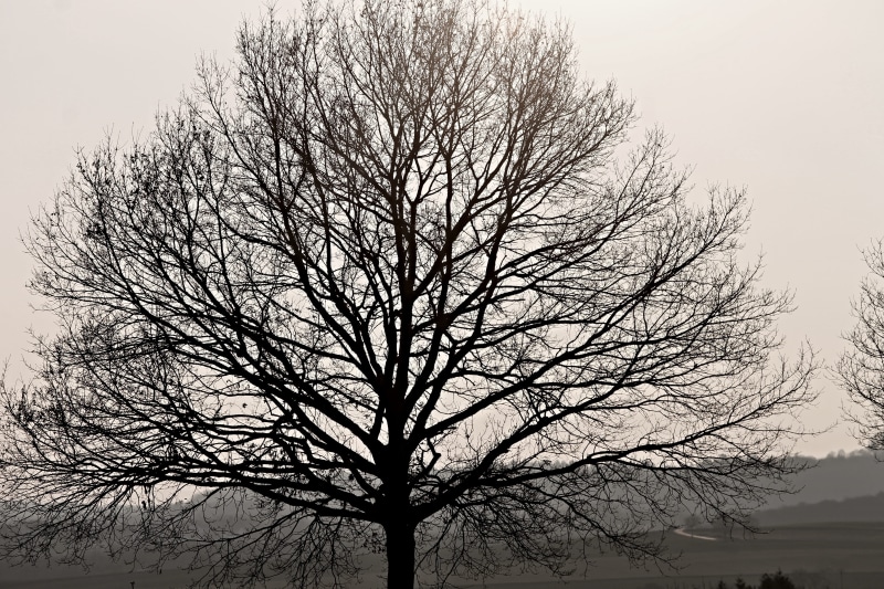 shadow play, sky, mood, background image, aesthetic, evening sun, no people, lines, tree trunk, tree, bare tree, low angle view, 4K, structure, winter