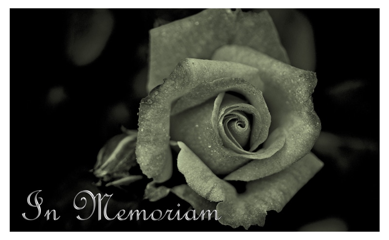 vulnerability, condolences, close-up, mourning, map, auto post production filter, saying, funeral, plant, flower head, inflorescence, 4K, memory, commemorate