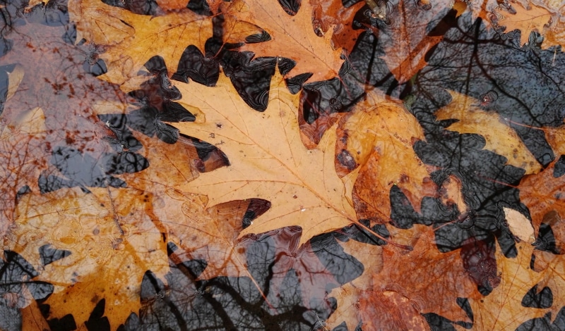 Leaves, nature, deep, aesthetic, orange Color, shadow, water, autumn collection, maple leaf, Autumn, basic, bark, live, leaves, transience, plant part
