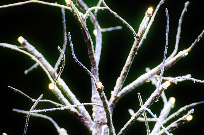Winter, branch, focus on foreground, macro, green color, abstract, black background, leaf, close-up, deco, nature, Tree, cold temperature, frozen, outdoors