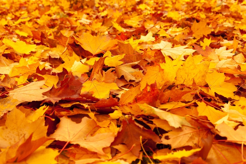 2K, maple, plant, fragility, outdoors, vibrant Color, falling, maple leaf, vulnerability, leafs, plant part, leaves, nature, multi Colored, day, beauty in nature
