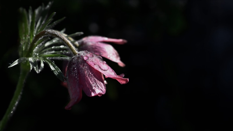 die, water, pink color, fragility, memory, flower head, dew, drop, growth, trauerkarte, wet, beauty in nature, mourning, 5K, condolences, petal, raindrop