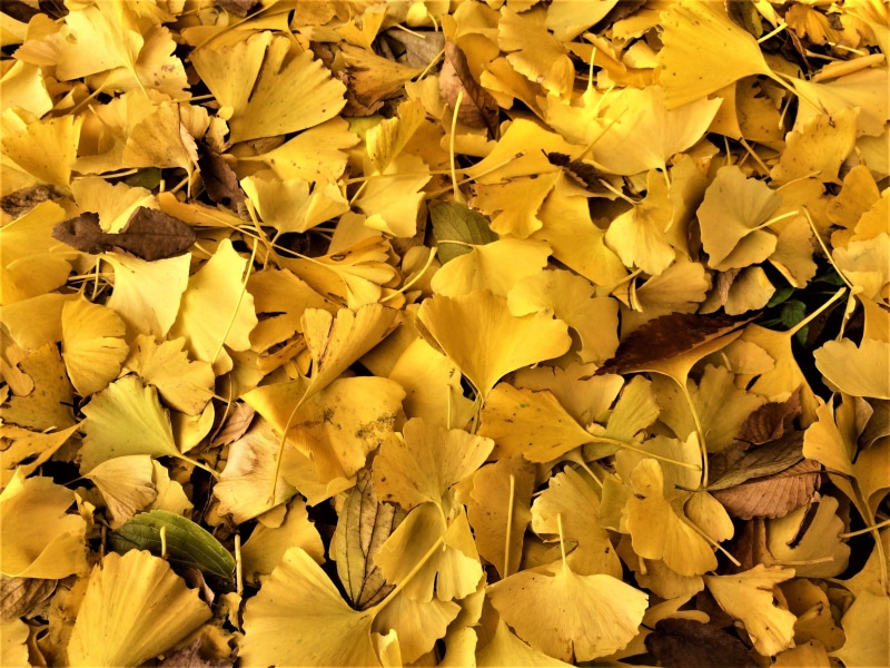 outdoors, high angle view, leaves, Gingko, leaf, plant part, kanagawa japan, large group of objects, shining, 2K, flower head, maidenhair, full frame