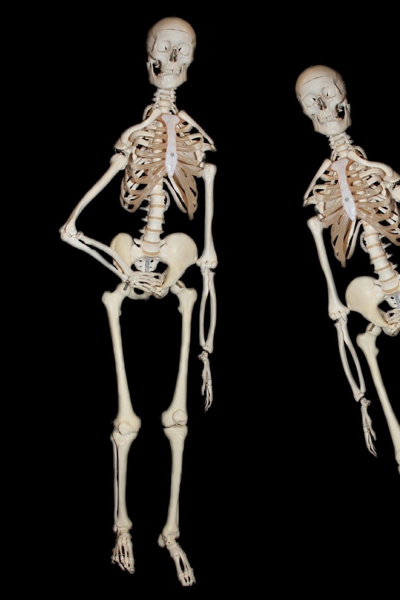Skeleton, spooky, anatomy, skull and crossbones, human Spine, human Bone, black Color, human anatomy, fear, frame, bone, skull bone, black Background, head