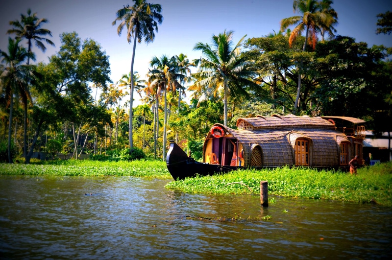 waterfront, one person, houseboats, lifestyles, men, coconut palm tree, growth, palm tree, tropical climate, trees, occupation, 4K, land, nature, kerala