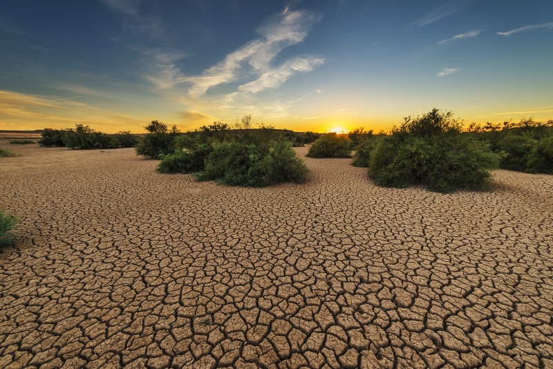 leaves, earth, land, no people, field, cracked, tree, green, cloud - sky, hot, dehydrated, leaf, landscape, trees, soledad, plants, climate, sunset, outdoors