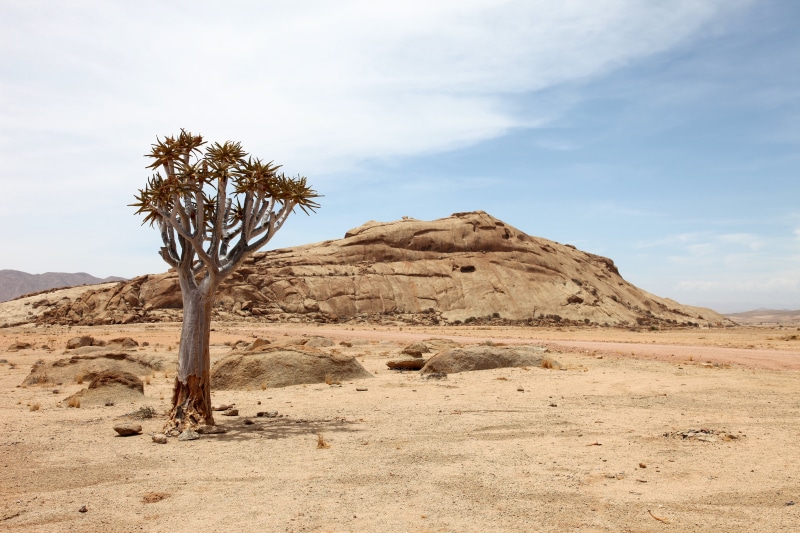 palm tree, day, tranquility, brown, africa, mountain, nature, environment, 5K, land, dry, non-urban scene, no people, plant, tree, landscape, semi-arid