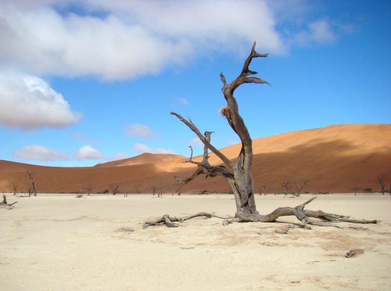 beige, environment, dried, brown, scenics - nature, land, nature, arid climate, beauty in nature, gray, dune, tranquility, tree, no people, dead plant