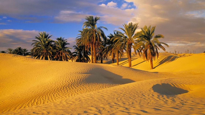 tranquility, sun, day, 1080P, sky, palm tree, water, scenic, clouds, outdoor, sunrise, africa, arid climate, land, terrain, no people, dunes, lonely, dry