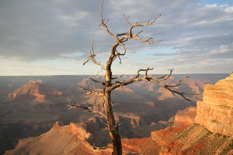withered, mountain, 2K, cliff, daytime, sky, left for dead, red, landscape, outdoors, extreme Terrain, uSA, tree, eroded, southwest USA, south Rim, Grand Canyon