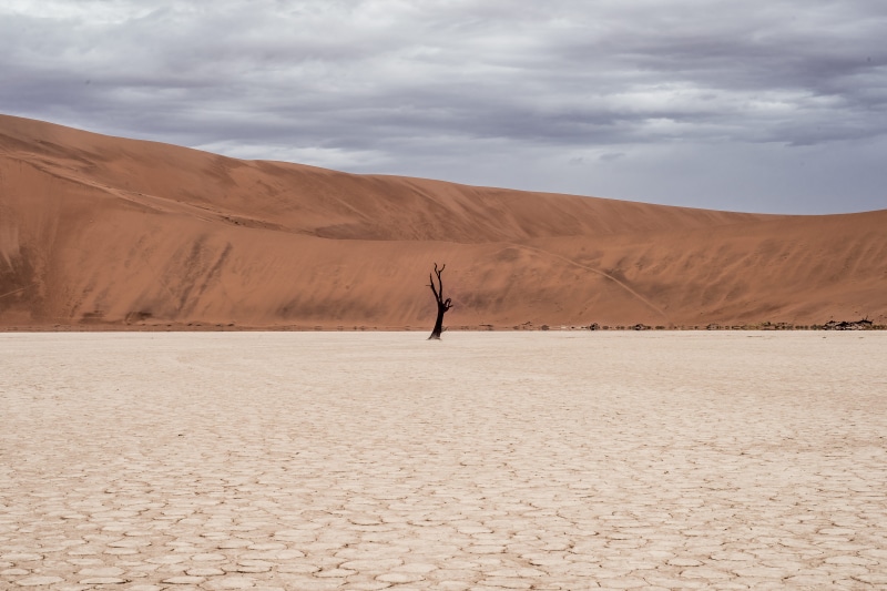 arms raised, land, beauty in nature, dead tree, remote, desert, no People, arid climate, tranquil scene, nature, black, dry, daytime, landscape, human arm