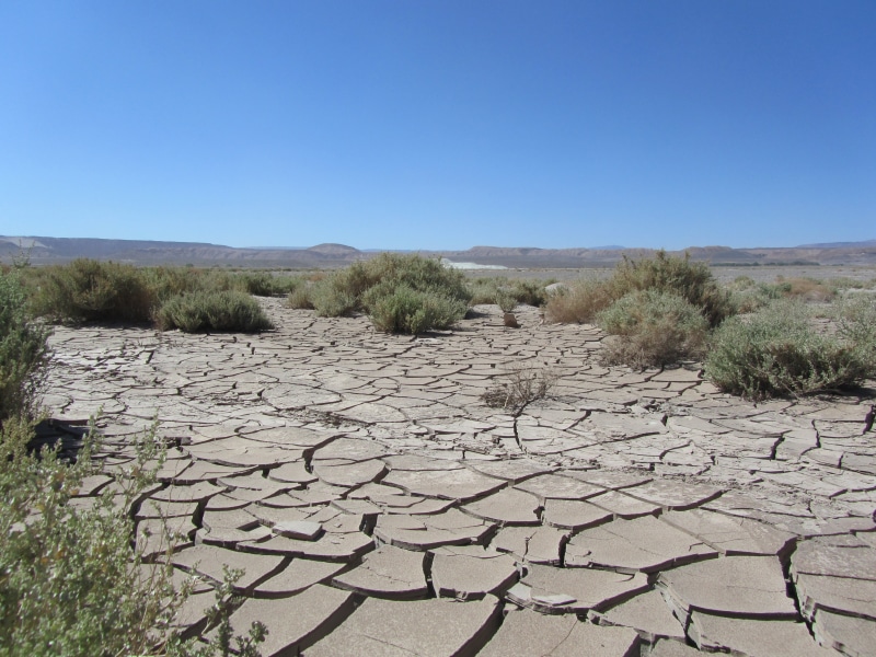 clear sky, day, middle, bushes, field, polygons, environment, desert, arid Climate, scenics - nature, semi-arid, dry, hot, landscape, plant, sky, climate