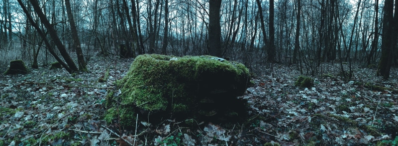 Poland, water, 5K, ultra-wide, moss, river, forest, dead trees, nature, landscape, photography, leaves, ultrawide