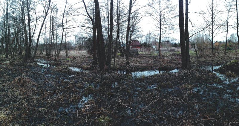 water, river, 5K, dead trees, environment, Poland, tree trunk, woodland, field, growth, forest, ultra-wide, bare tree, plant, land, non-urban scene, photography