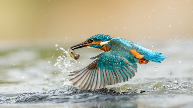 Splashes, Wings, 2K, Catching, Fish, Kingfisher, Water, Drops