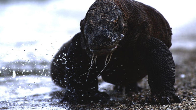 mammal, wet, reptiles, vertebrate, water, snow, nails, animal wildlife, looking at viewer, komodo dragon, dragon, domestic animals, 1080P, animal, animals in the wild