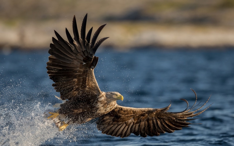 Water, Wings, Predator, Flying, Tailed, 1080P, White, Eagle