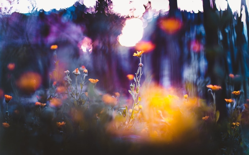 leaf, flower Head, purple, autumn, flowers, vulnerability, red, colors, night, outdoors, painting, decoration, 1080P, dusk, depth of field, fragility