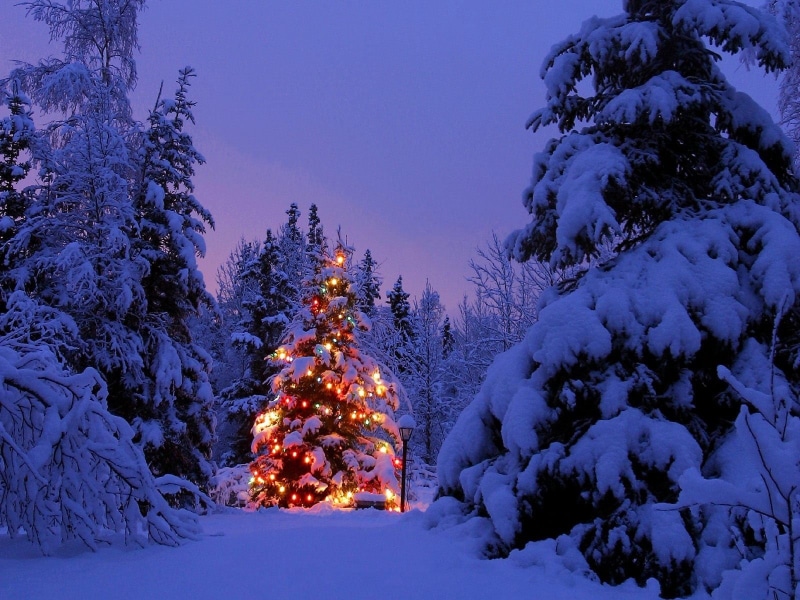christmas decoration, fir tree, pine, celebration, Christmas Tree, holiday - event, plant, winter, snow, christmas ornament, dusk, pine tree, no people