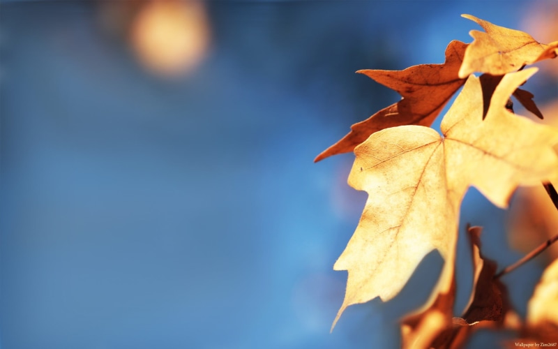 dry, close-up, wilted plant, brown, leaf, maple, dried, blue, leaf vein, maple leaf, nature, fall, focus on foreground, yellow, plant part, autumn collection