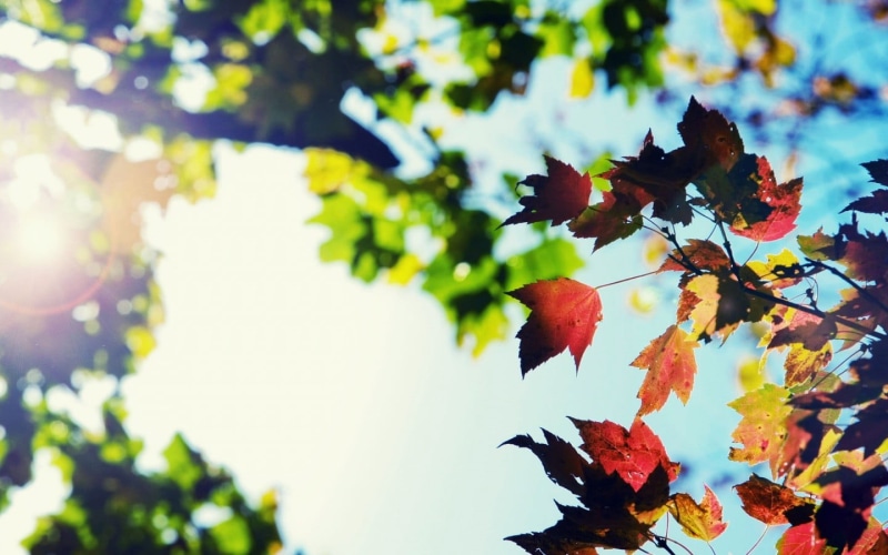 lens flare, no People, tranquility, colors, leaves, sunlight, food and drink, beauty In Nature, branch, nature, leaf, maple Tree, day, defocused, growth