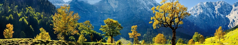 flowers, tranquility, 5K, growth, mountains, yellow, blue, pine woodland, panorama, environment, tree, Europe, land, grass, pine tree, mountain, trees