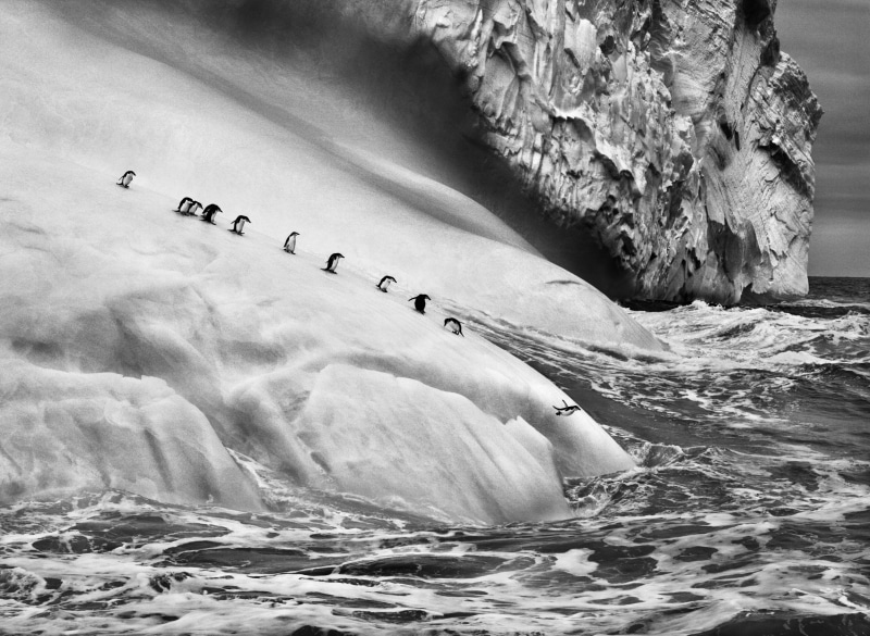 Sebastiao Salgado, penguins, scenics - nature, landscape, outdoors, motion, iceberg, solid, day, ice, photography, jumping, land, sea, waterfront, animals