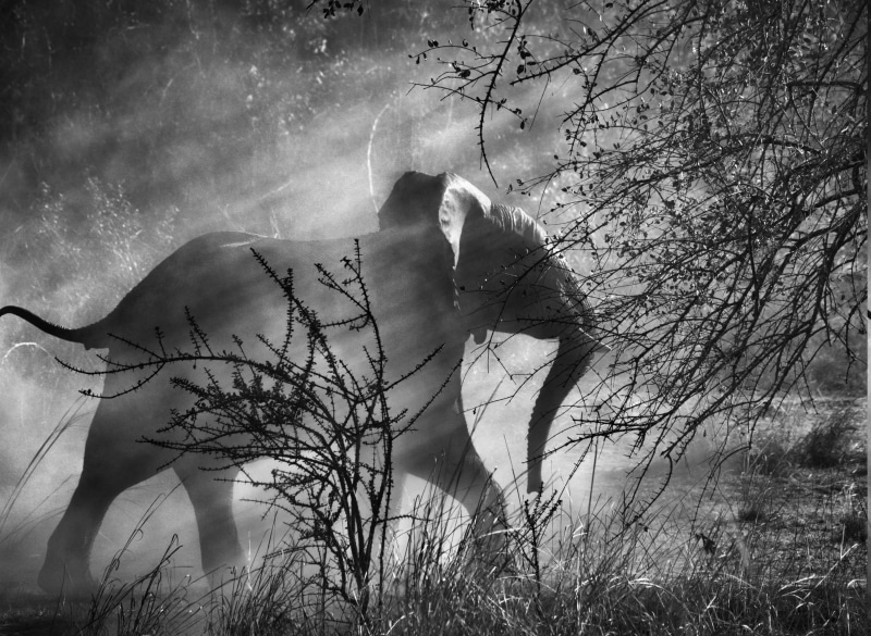 animal, 2K, bare tree, outdoors, nature, digital composite, forest, one person, animal themes, leisure activity, growth, vertebrate, land, day, branch