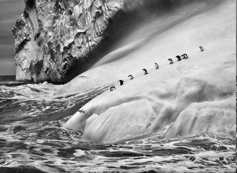 rock - object, 2K, solid, animals in the wild, animal themes, waterfront, water, beauty in nature, vertebrate, day, nature, animal wildlife, large group of animals