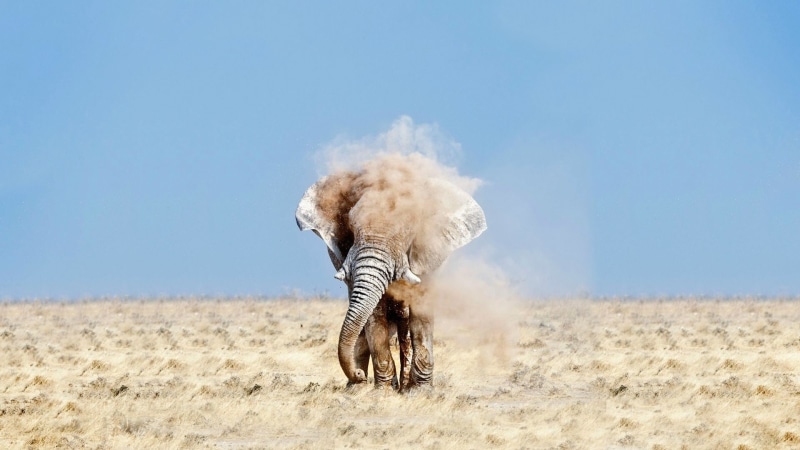 east Africa, blue, outdoors, beauty In Nature, masai Mara National Reserve, animals And Pets, white, travel, zebra, etosha National Park, wildlife, plain