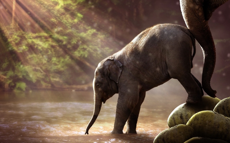 baby animals, elephant, nature, water, animals, 1080P, sun rays