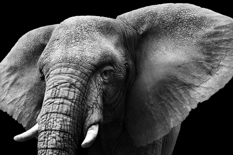 animal eye, animals in the wild, studio shot, animal, elephant, animals, monochrome, animal head, herbivorous, nature, animal trunk, black background, 2K