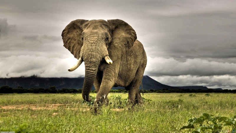 grass, herbivorous, African, animal, animal wildlife, sky, african elephant, no people, animals, photography, mammal, day, overcast, tusk, outdoors, animal trunk