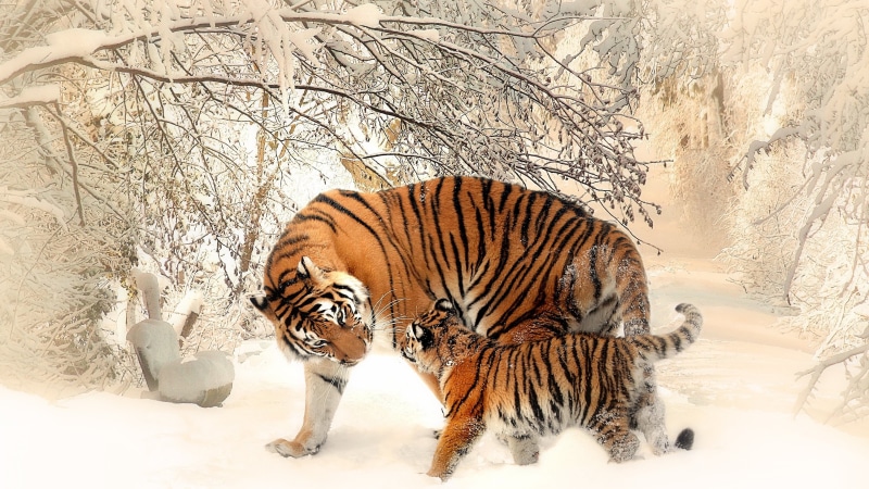 vertebrate, wildlife, tree, no people, 4K, outdoors, winter, tiger, animal wildlife, large, one animal, animals In The Wild, animal themes, asia, cold temperature