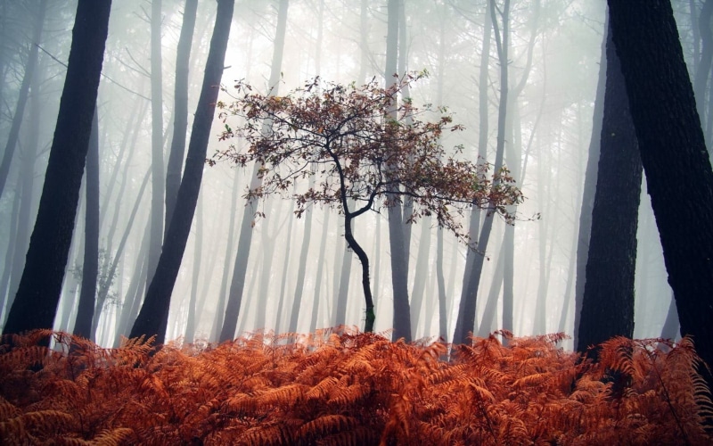 wood, beauty In Nature, day, trees, tranquil scene, backgrounds, winter, scenics, tree trunk, plants, growth, mist, silhouette, outdoors, middle, ferns