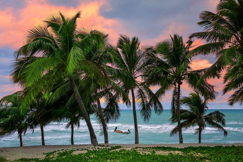 landscape, sand, palm trees, pelicans, beach, tropical, Cuba, island, Caribbean, 720P, sea, nature