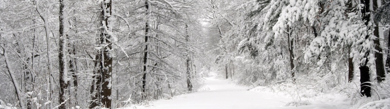 blizzard, snow, extreme weather, scenics - nature, nature, winter, land, non-urban scene, coniferous tree, environment, snowing, evergreen tree, 4K, outdoors