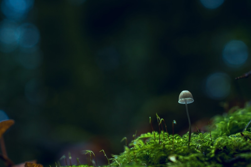 selective focus, plant, grass, fragility, no people, mushroom, toadstool, vegetable, 5K, beige, land, little, botany, environment, macro photography, vulnerability