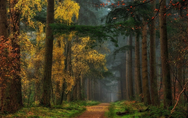 dirt road, land, change, scenics - nature, tree, beauty in nature, trunk, tranquil scene, fall, nature, day, tree trunk, colorful, landscape, autumn, fog