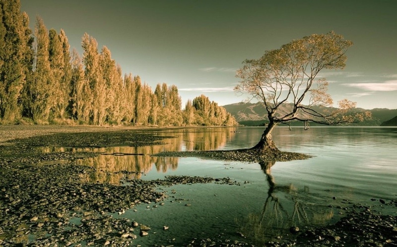forest, lake, beauty in nature, mountains, landscape, leafed, scenics - nature, growth, water, New Zealand, cloud - sky, idyllic, non-urban scene, tranquil scene