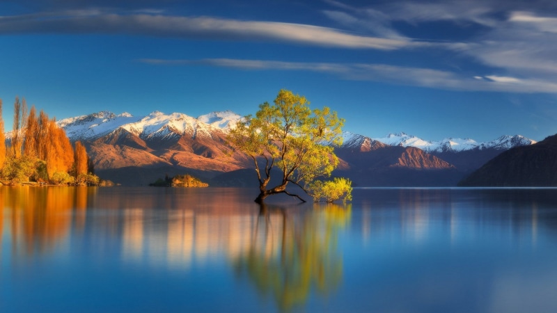 1080P, lake, New Zealand, mountains, tree, Lake Wanaka