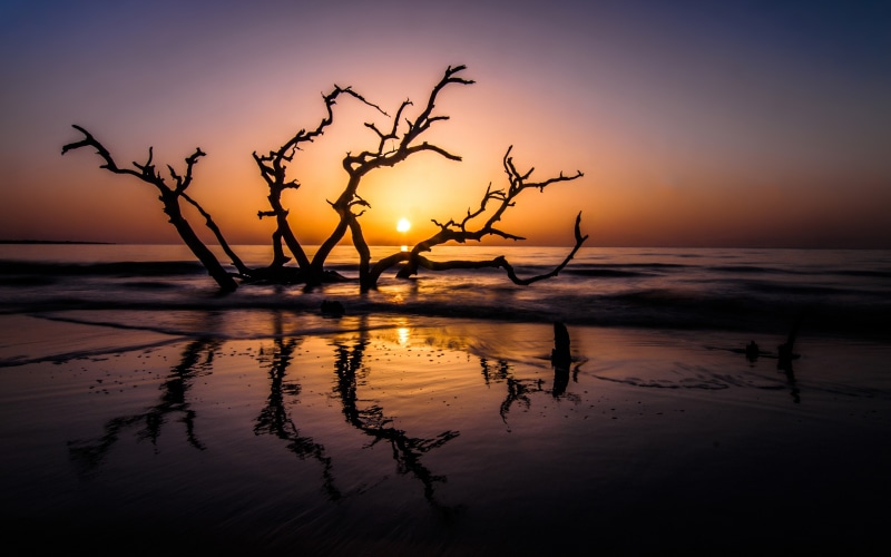 horizon, beach, landscape, sea, 4K, wet, sunset, reflection, Sun, dead trees