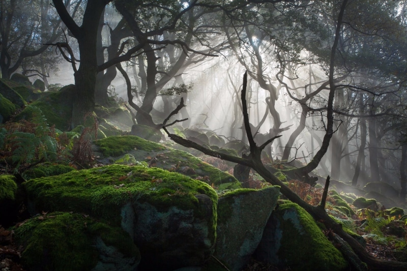 dead trees, photography, dark, landscape, nature, rocks, moss, 1080P, forest, mist