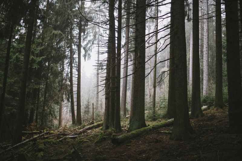 beauty in nature, day, trunk, plant, environment, 720P, no people, coniferous tree, black, nature, white, photography, non-urban scene, abundance, trees