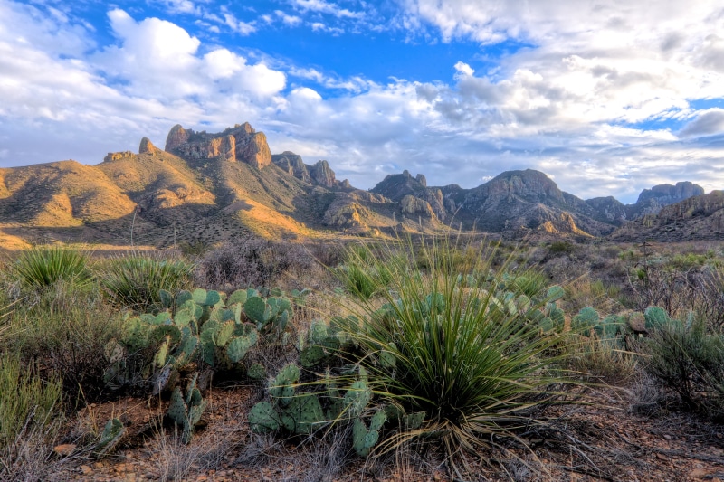 arid climate, national park, cacti, shrubs, green, plant, mountain peak, cloud - sky, 4K, desert, mountains, remote, no people, tranquil scene, Texas