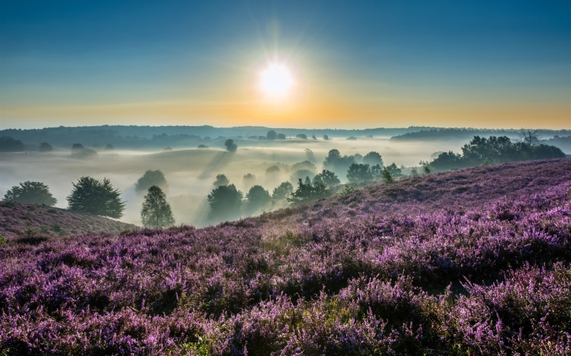 Dawn, Park, Hoge, Fog, National, 2K, Netherlands, Gelderland, Sunrise, Veluwe